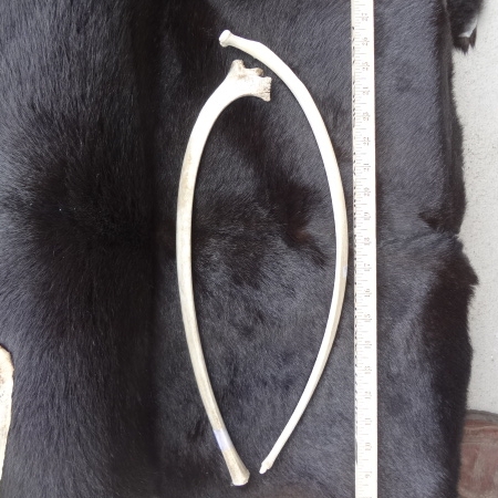 elk rib bones