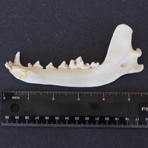 fox jaws