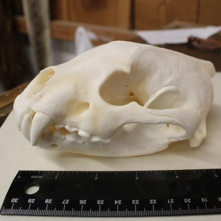 wolverine skull