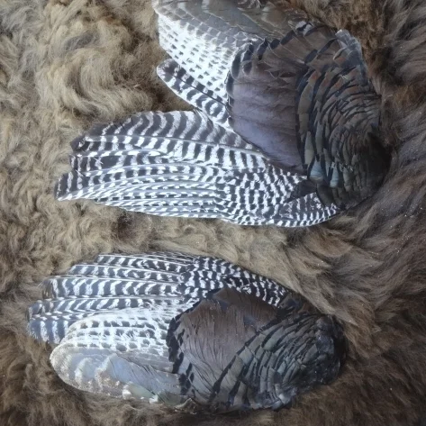 Wild Turkey Wing