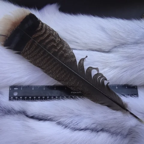 wild turkey tail feather