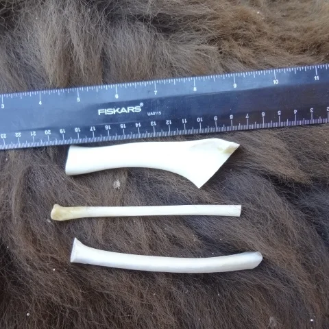 wild turkey wing bone set