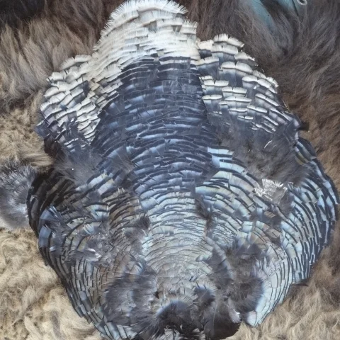 wild turkey skin
