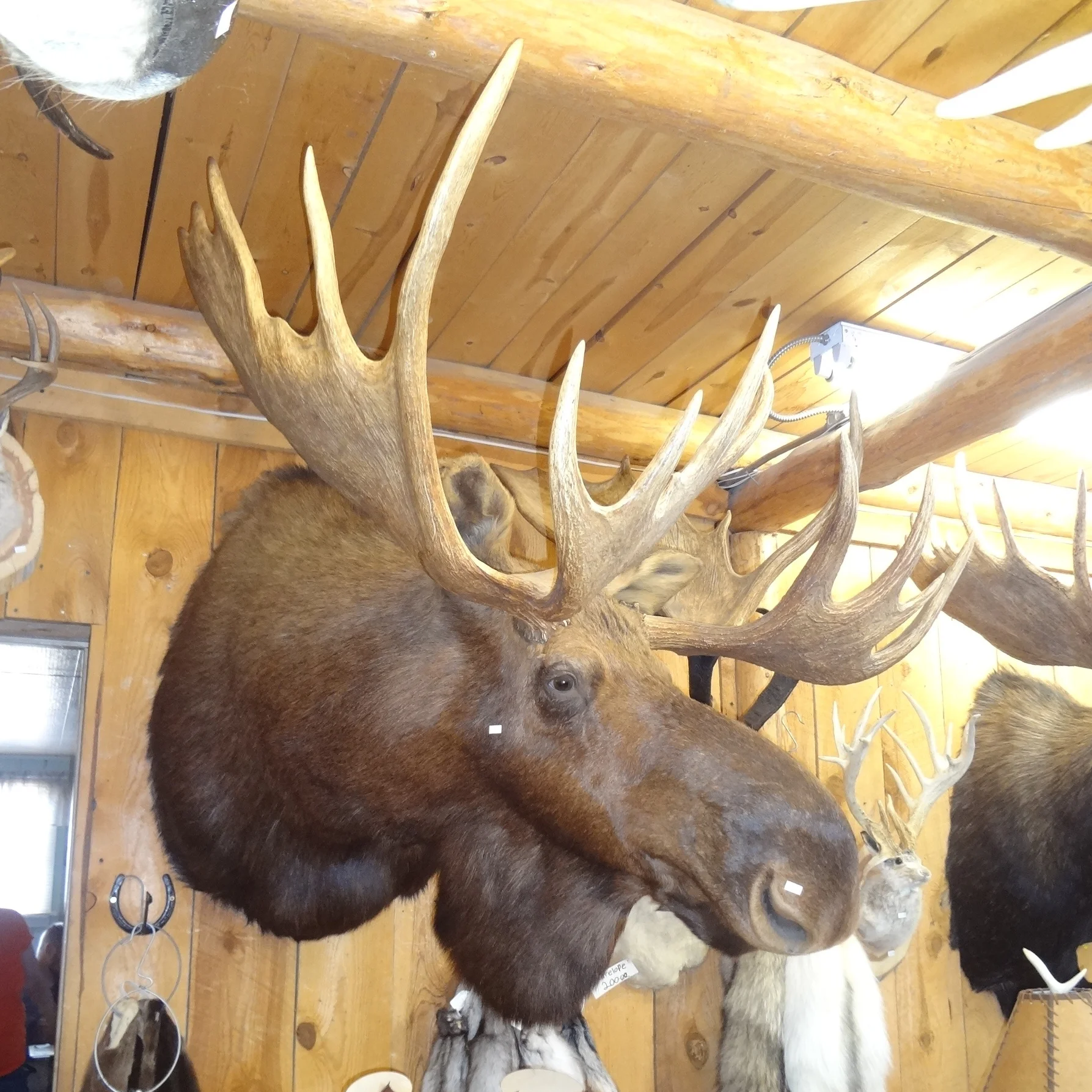 moose mount