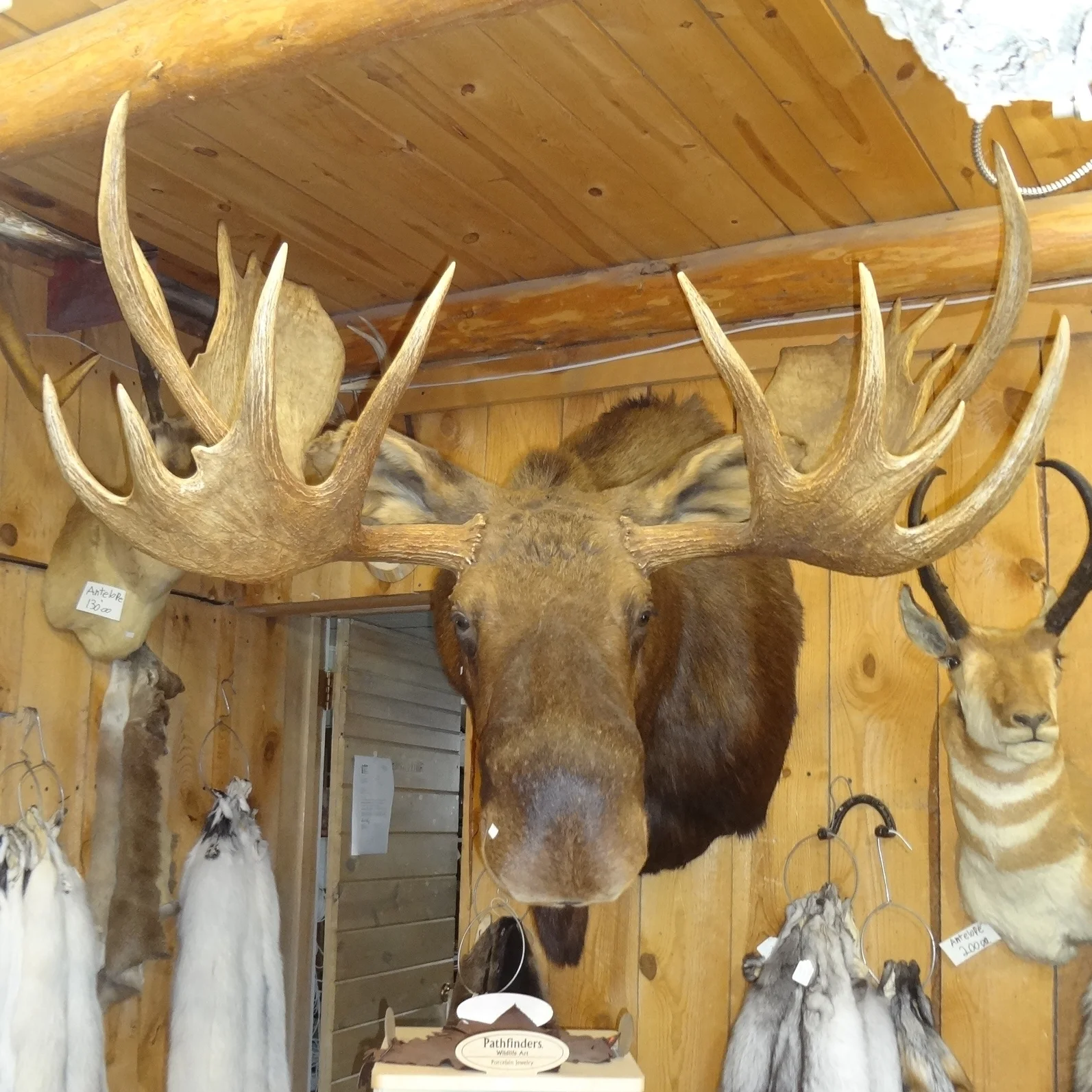 moose mount