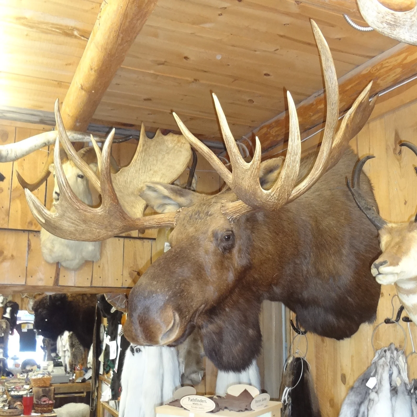 moose mount