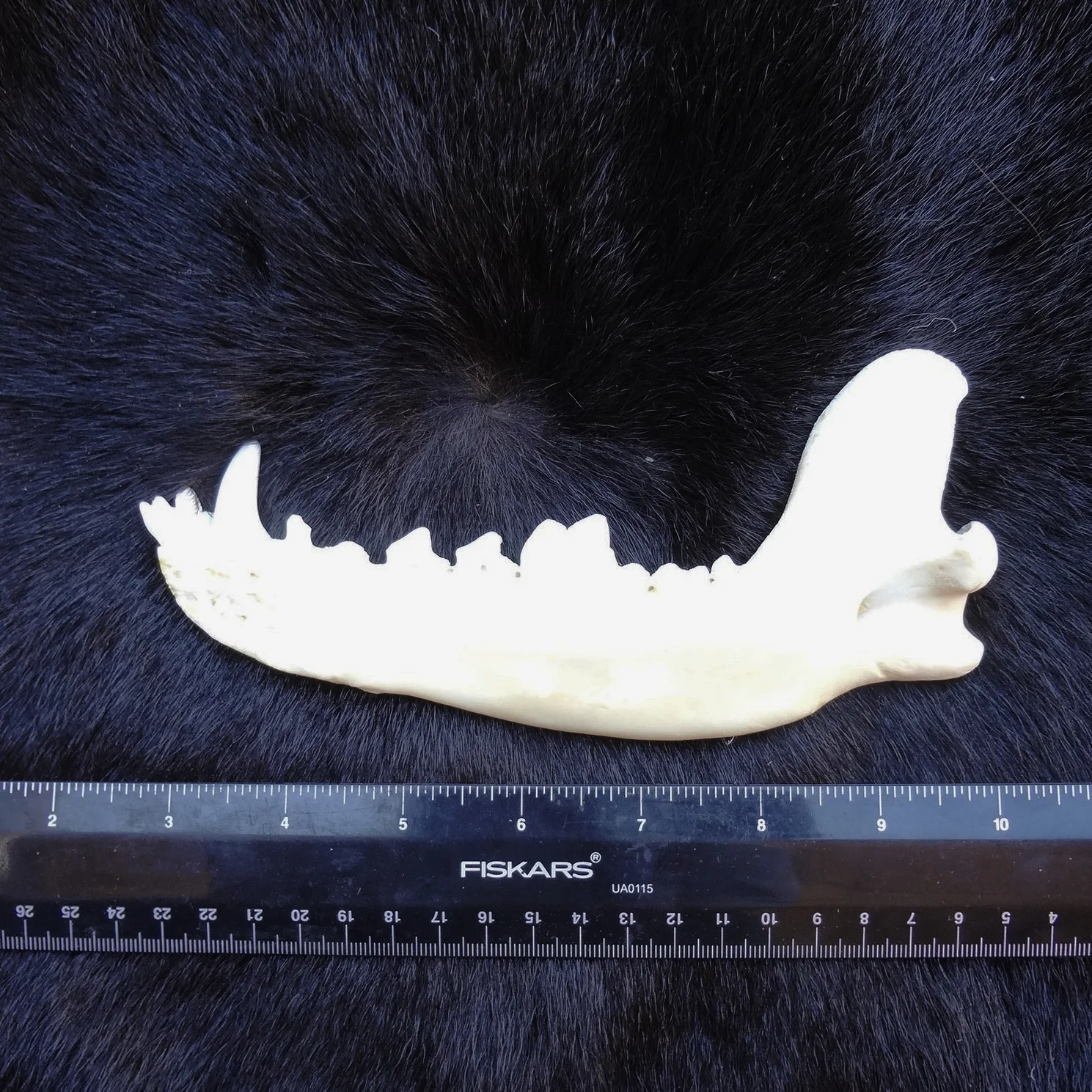 wolf jaw