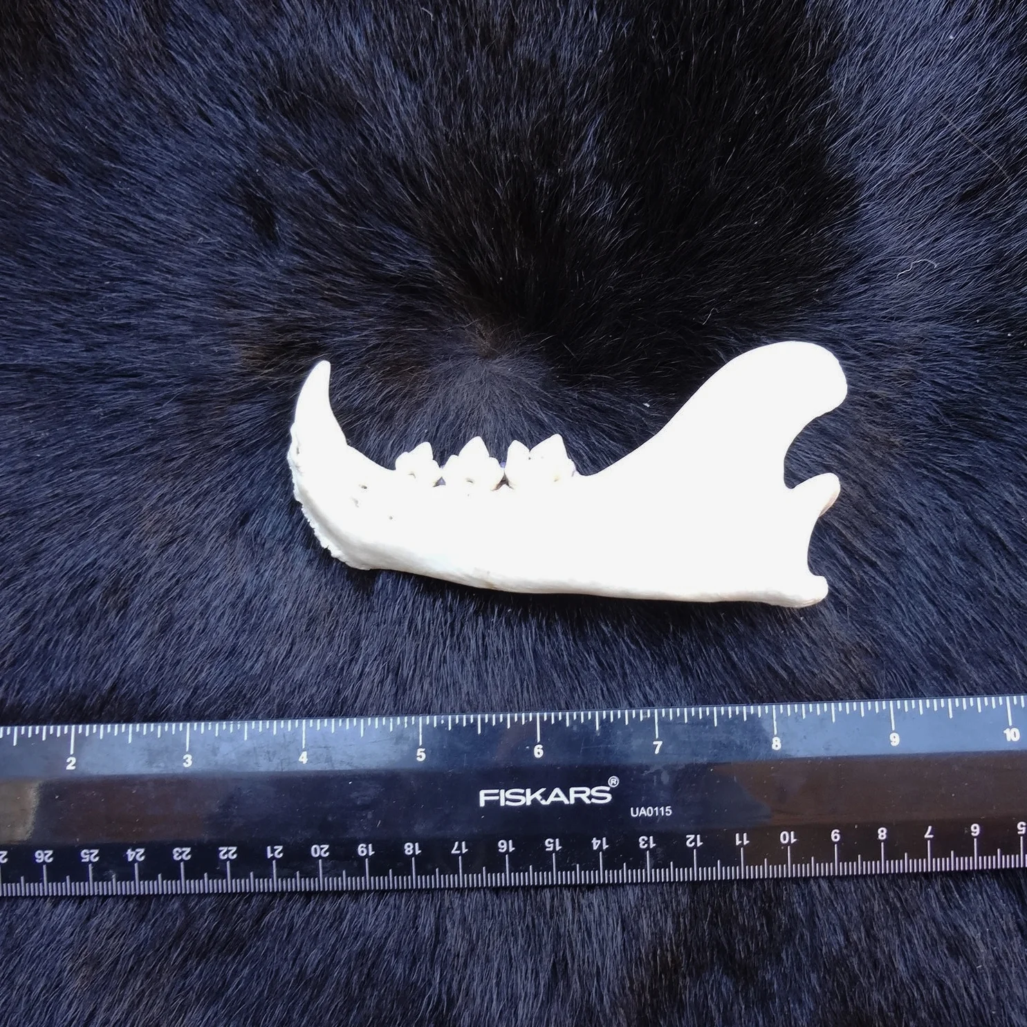 cougar jaw