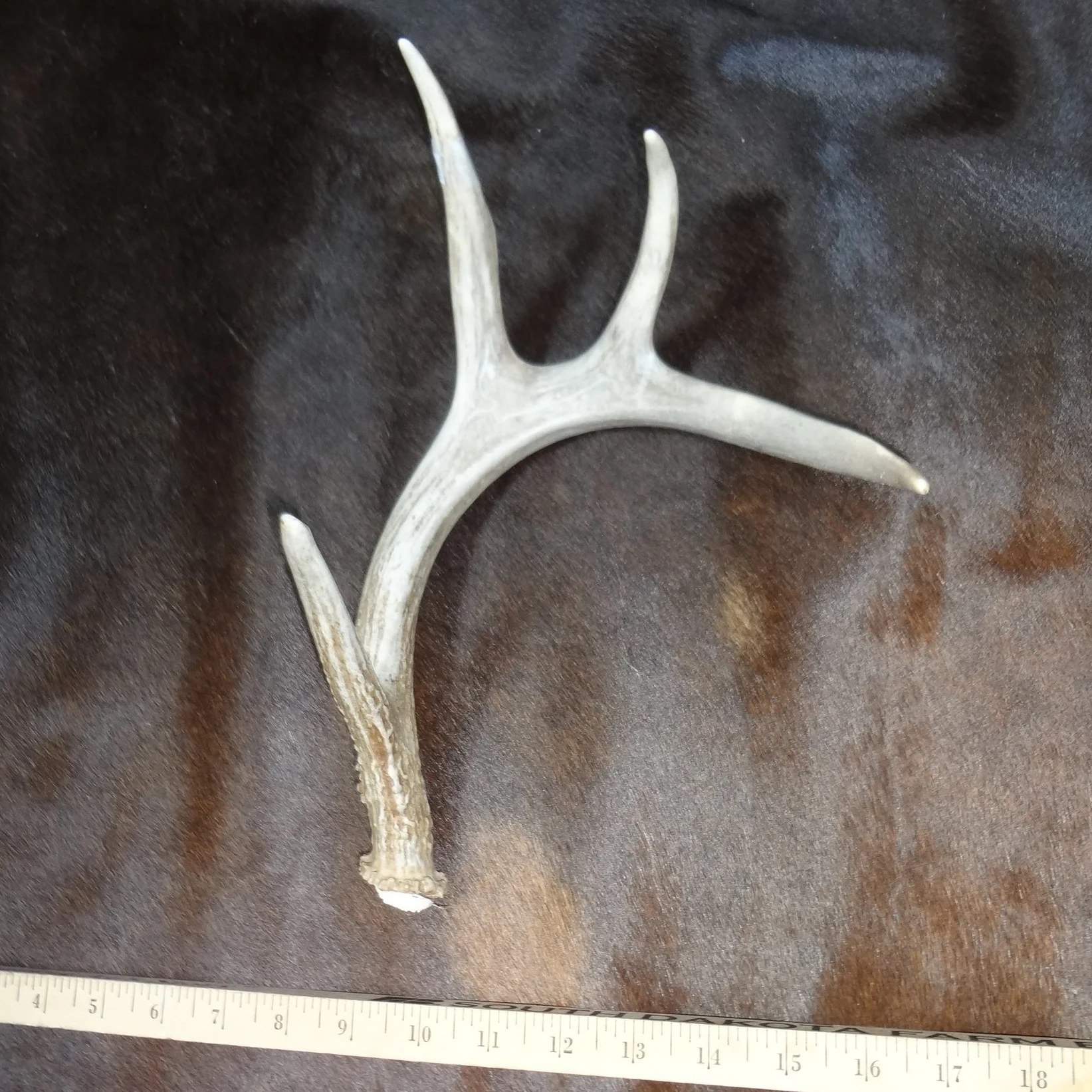 Deer Antler