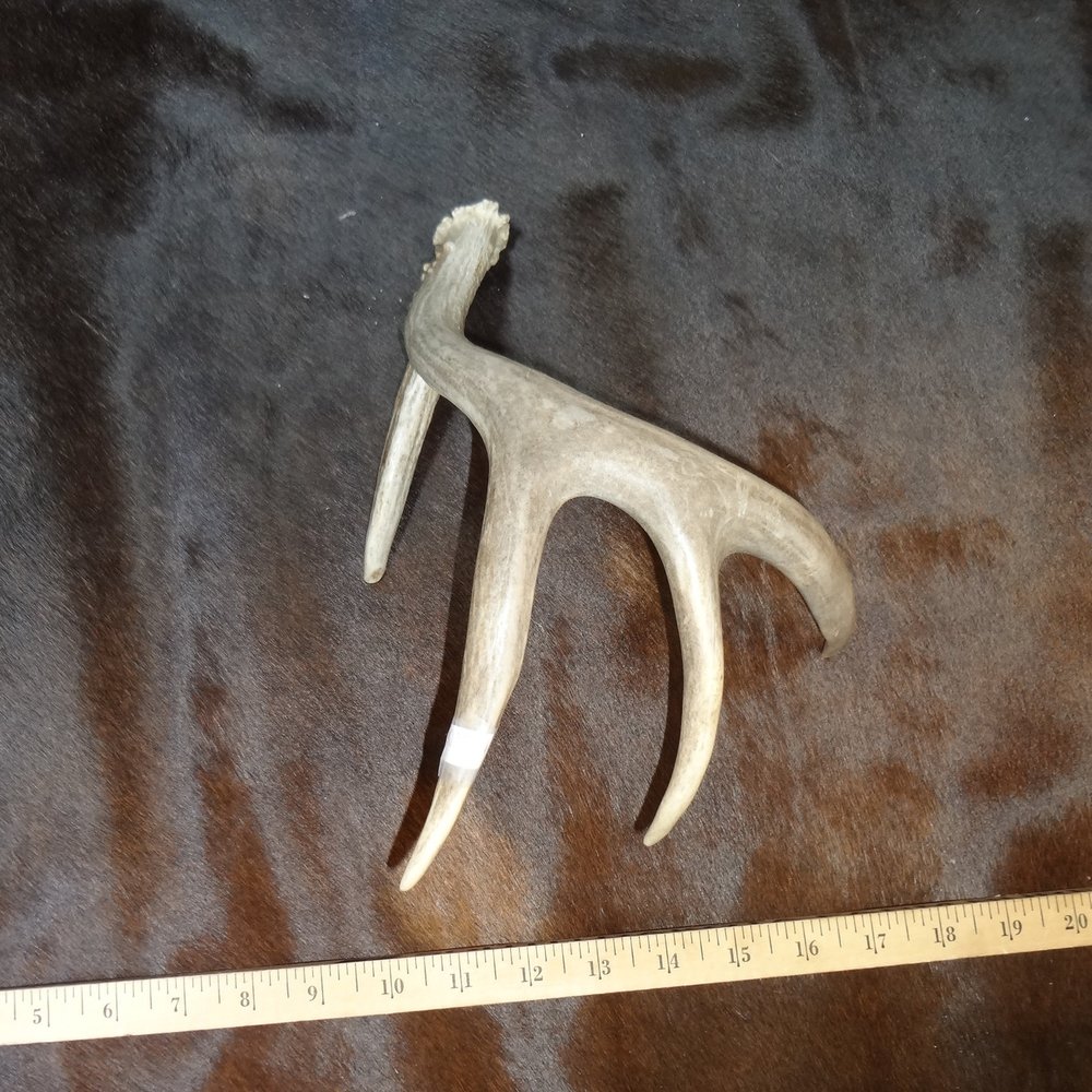 Coyote Foot Bone Bead — Claw, Antler & Hide Co.