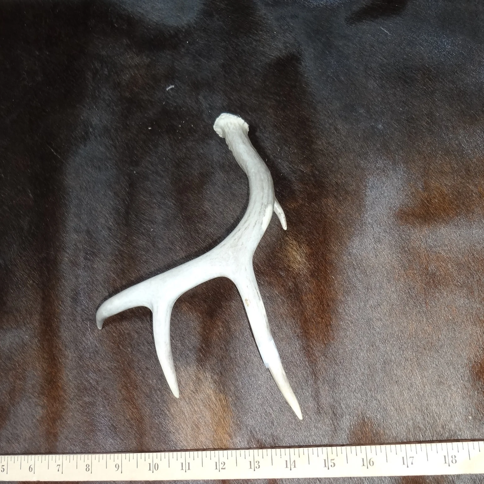 whitetail deer antler