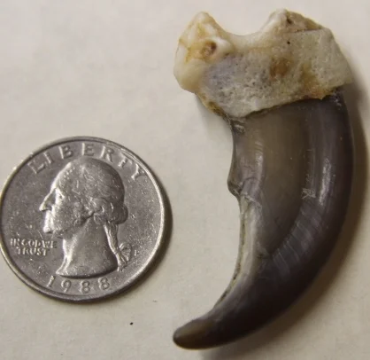 black bear claw