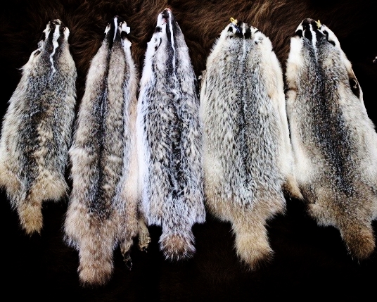 Furs for Sale — Claw, Antler & Hide Co.