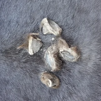 Buffalo Dew Claw