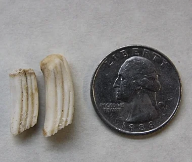 Beaver teeth molers