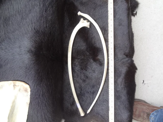 Buffalo Rib Bone