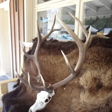 Bull Elk Skull