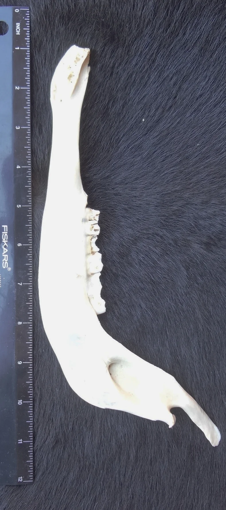 Antelope Jaw