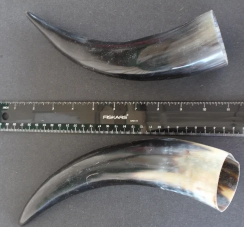 Cow Horn
