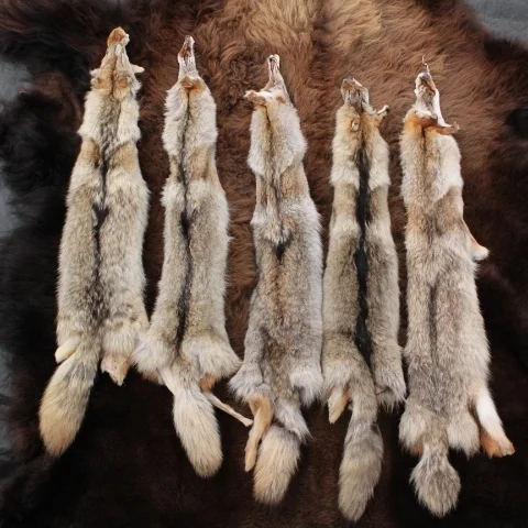 Coyote Hides