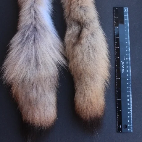coyote tails