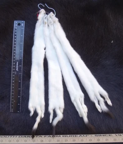 Ermine Skin