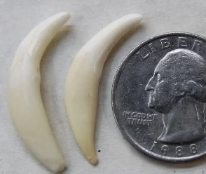 Fox Teeth