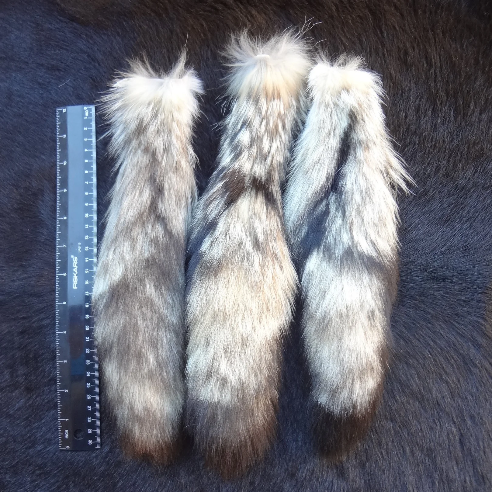 Kit fox tail