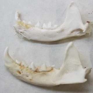 Mink Jaw