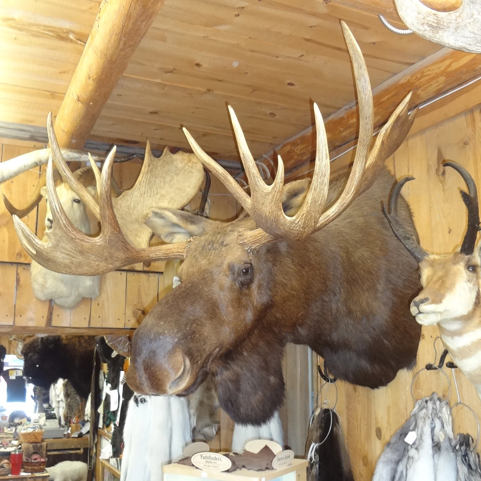 Moose Mount