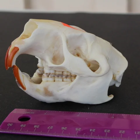 Porcupine Skull