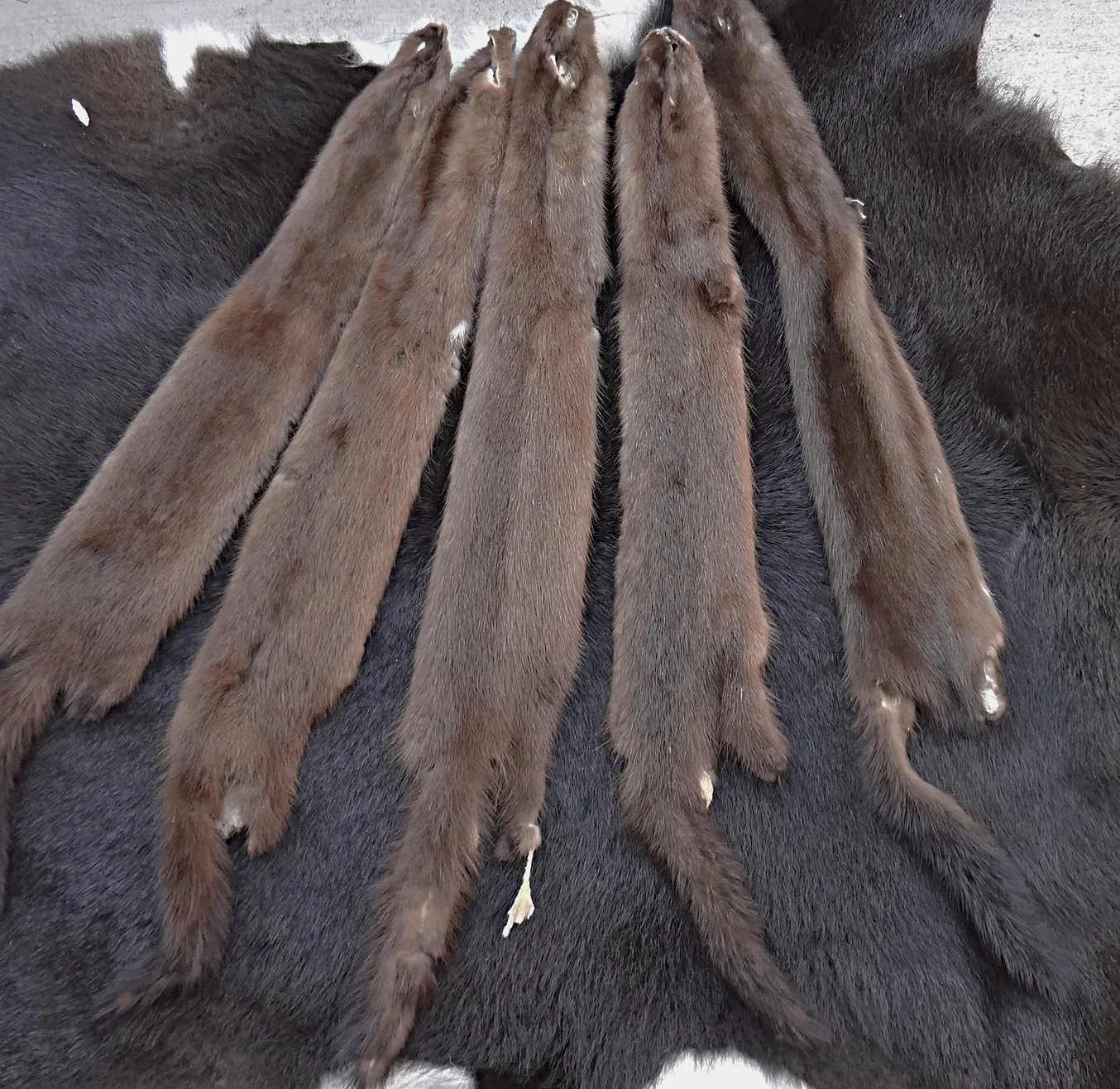 Mink Hide (Wild)