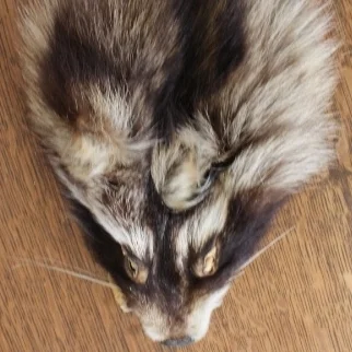 Raccoon Face