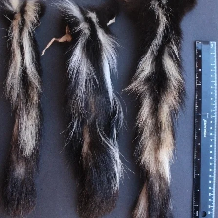 skunk tail