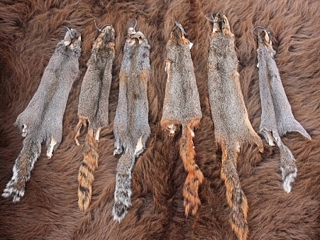 Squirrel hide