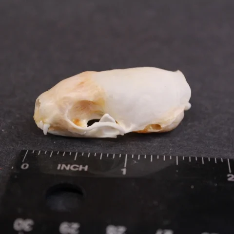 Weasel Skull