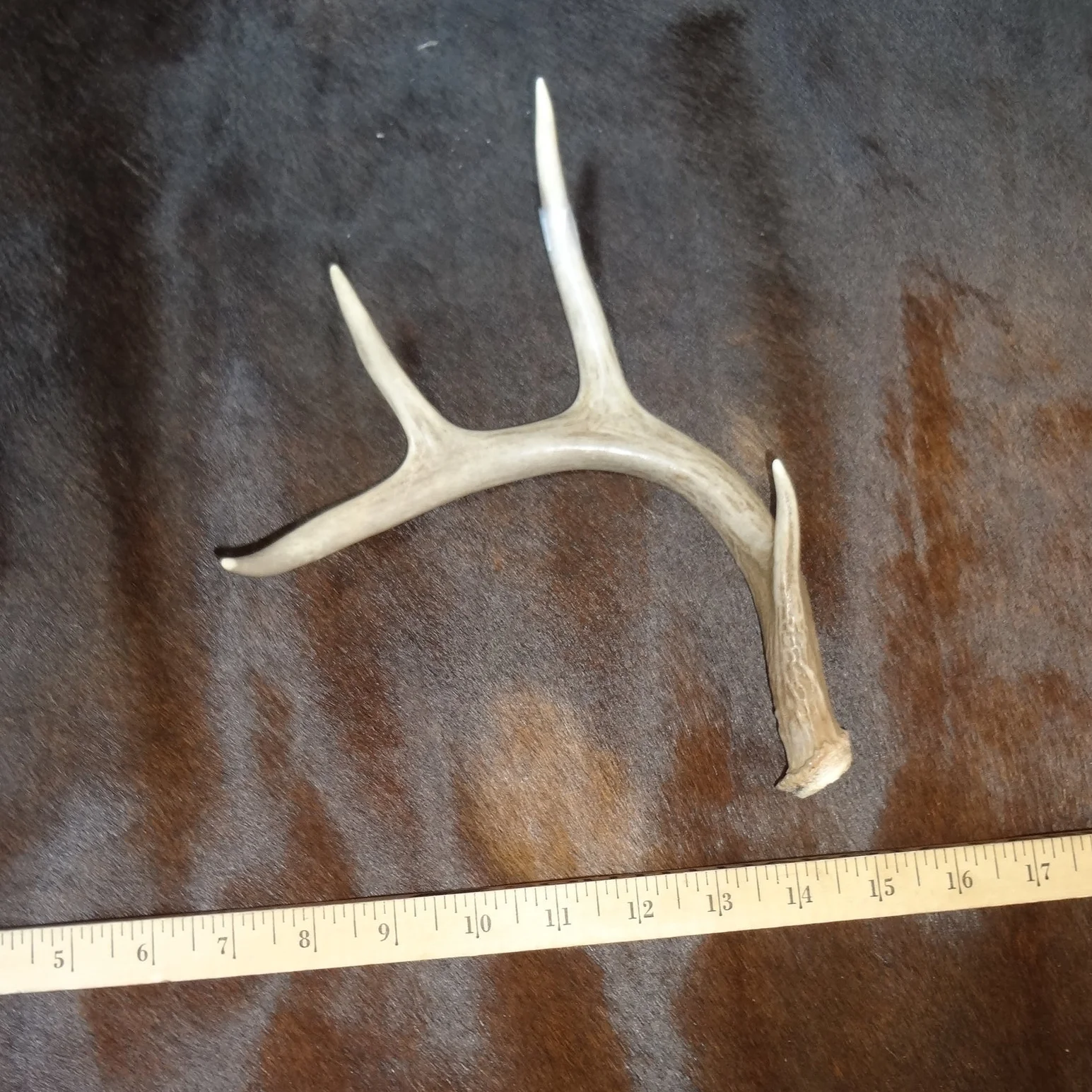Deer Antler