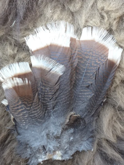 Wild Turkey secondary tail feathers