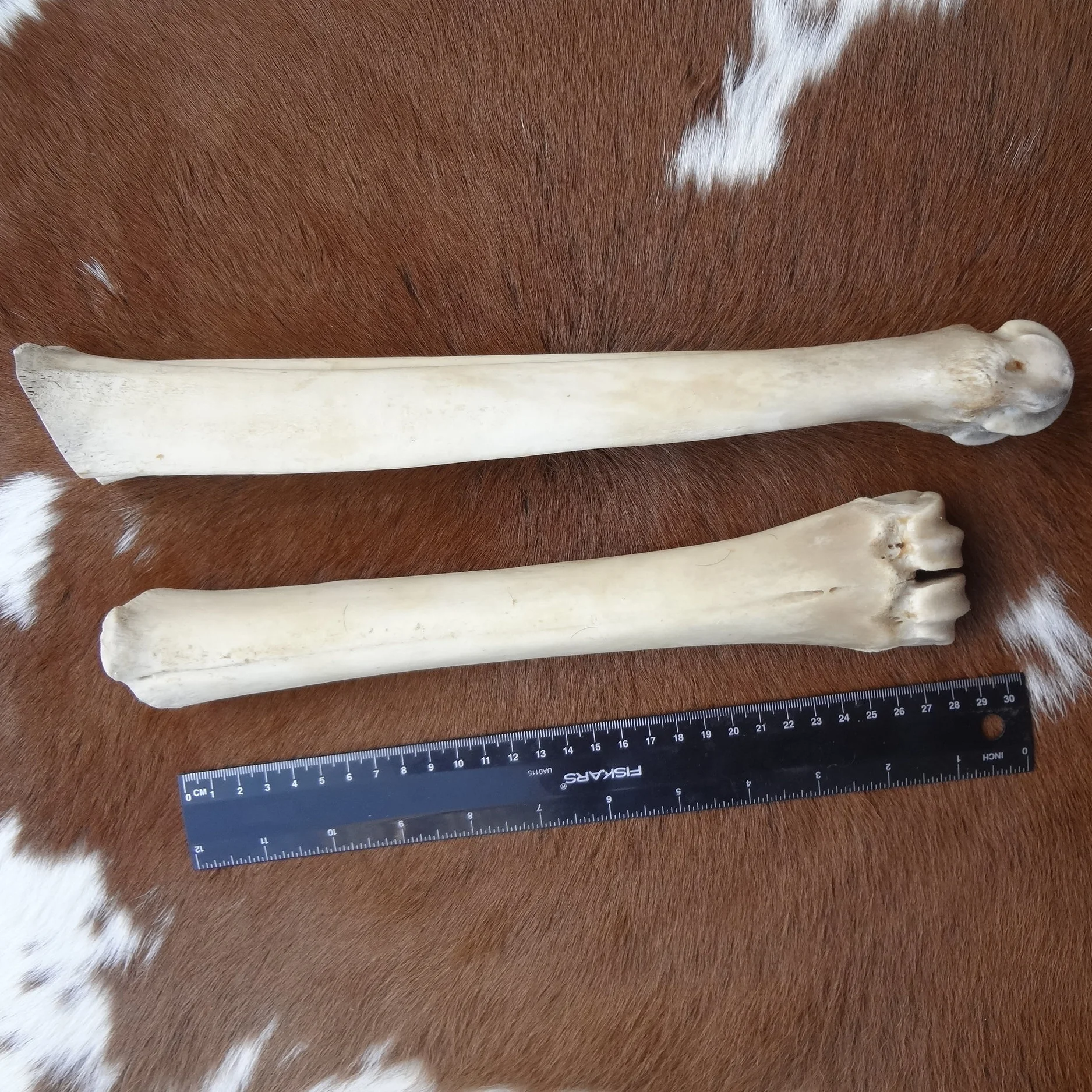 Elk Leg Bone