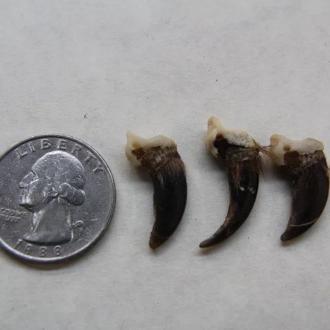 fox claw