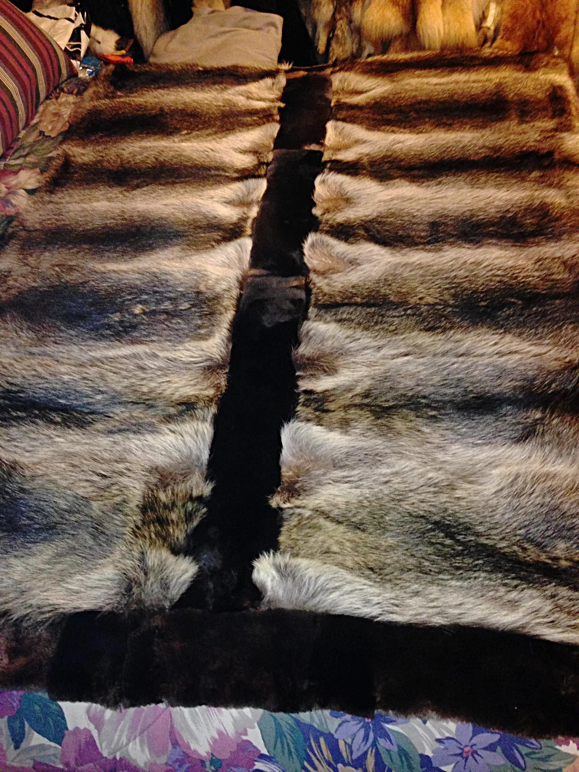 Coon otter throw 1650.JPG