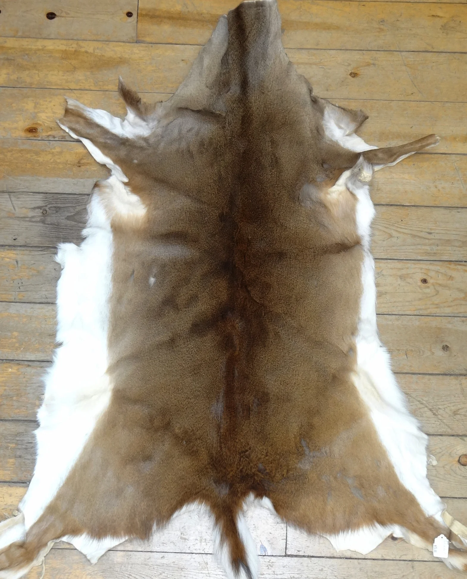 Whitetail Deer Hide