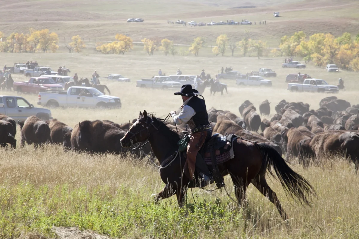 Custer State Park Buffalo Roundup