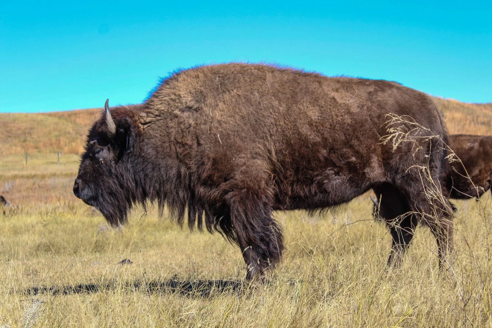 Custer State Park 53rd Annual Fall Classic Bison Auction