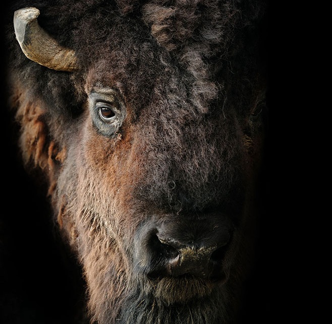 Buffalo Facts — Claw, Antler & Hide Co.