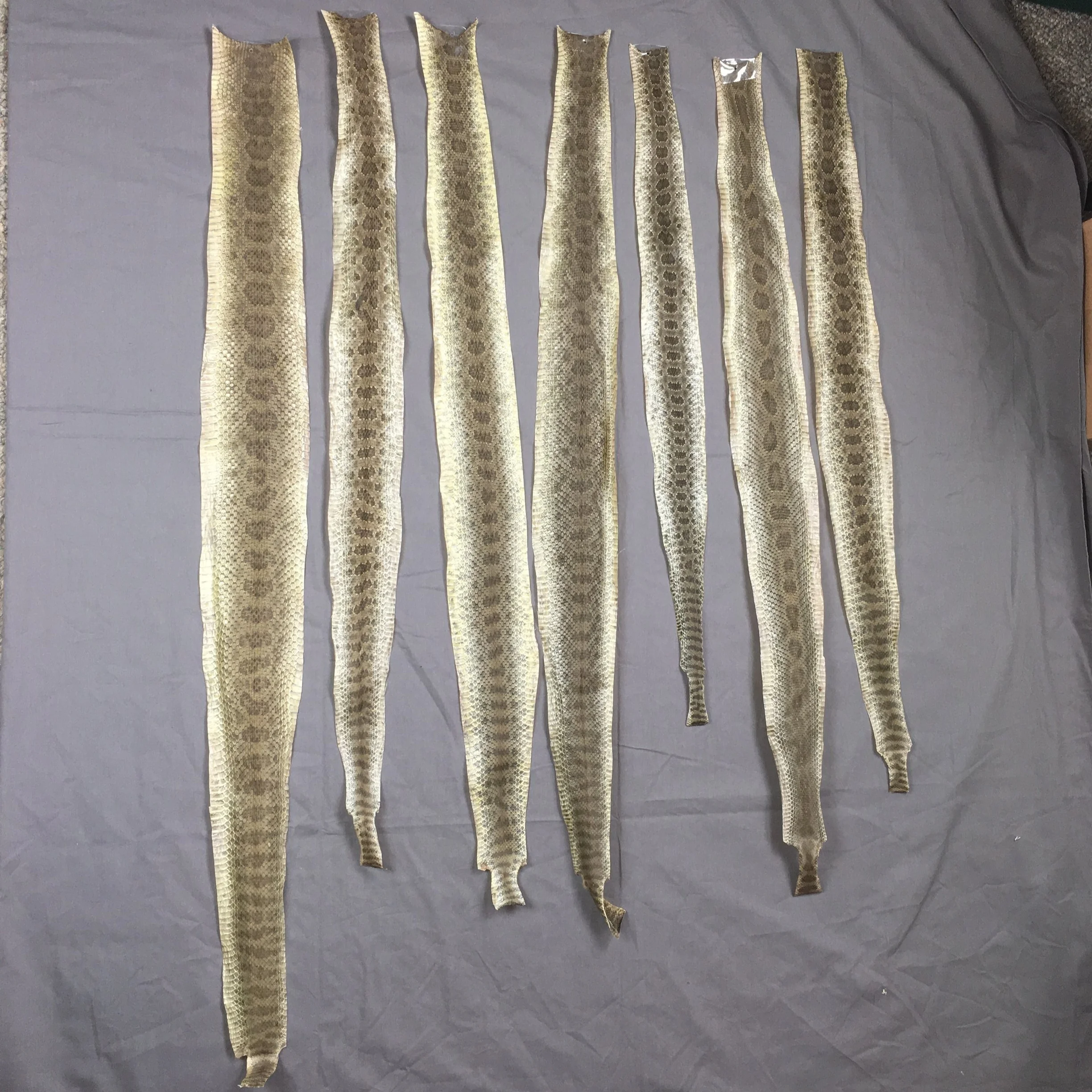 Rattlesnake Skins (dried)