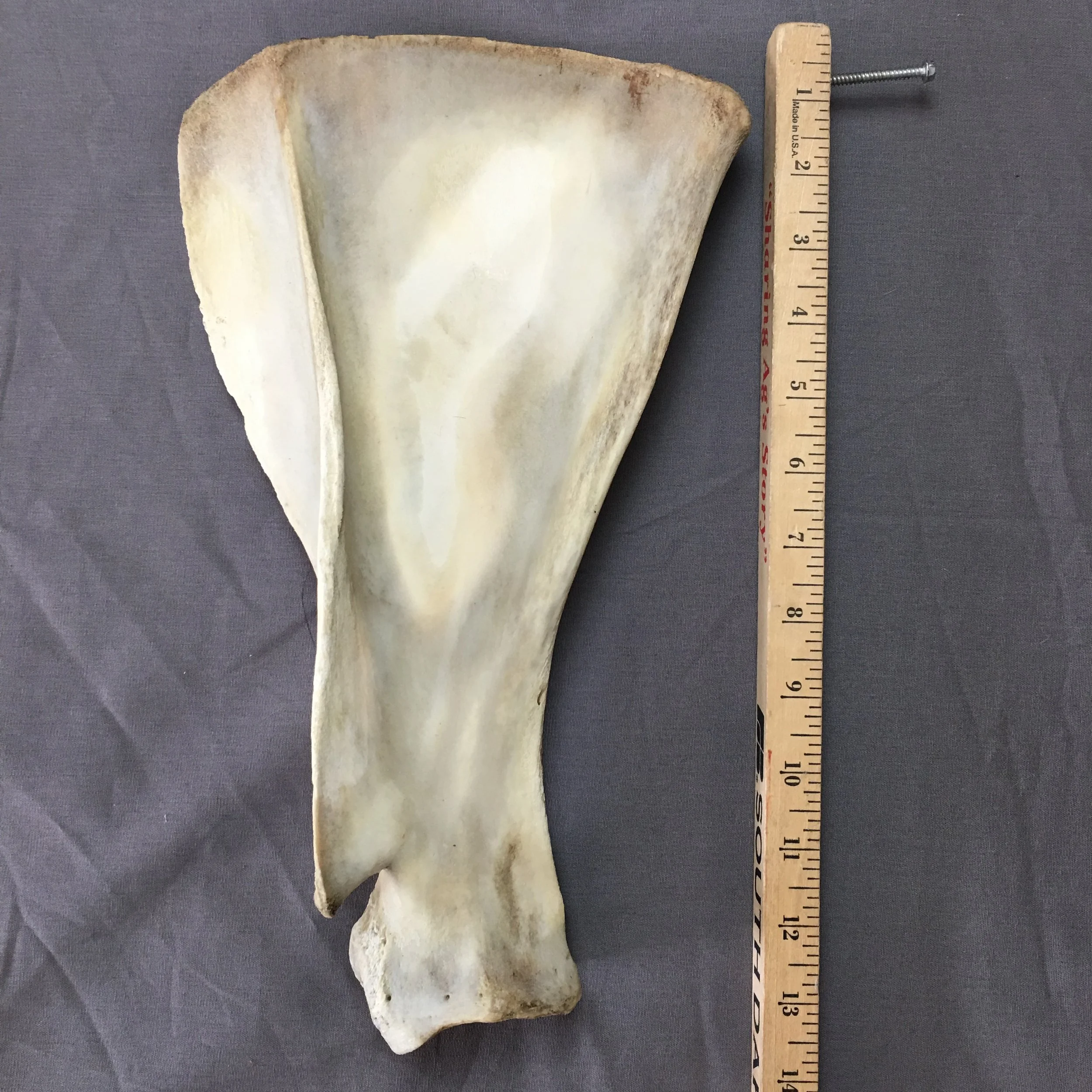 Elk Shoulder Blade Bone