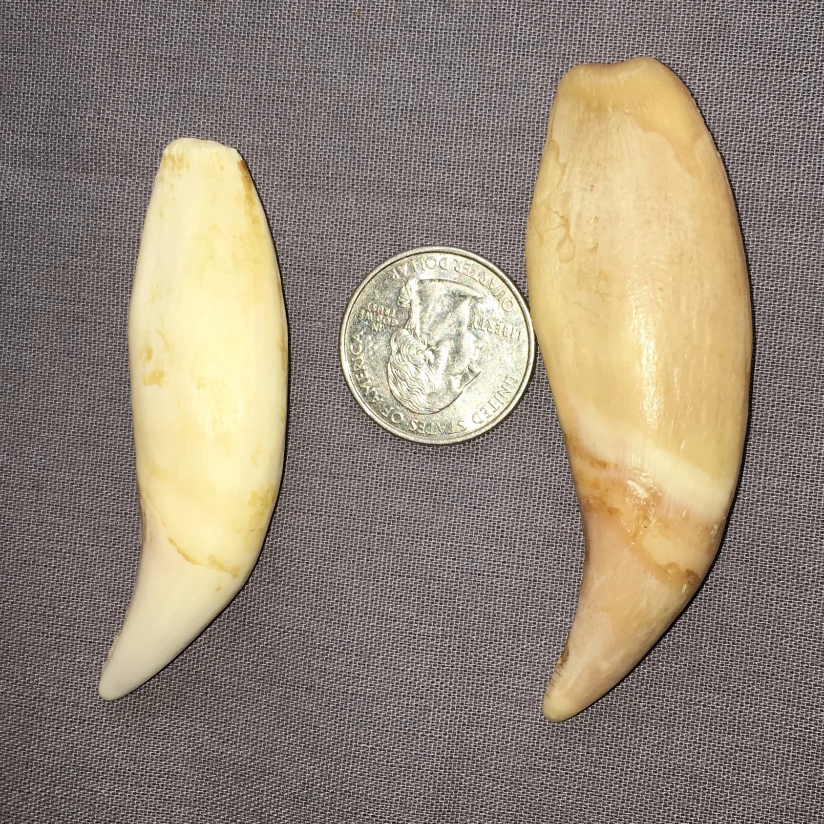 Black Bear Fang