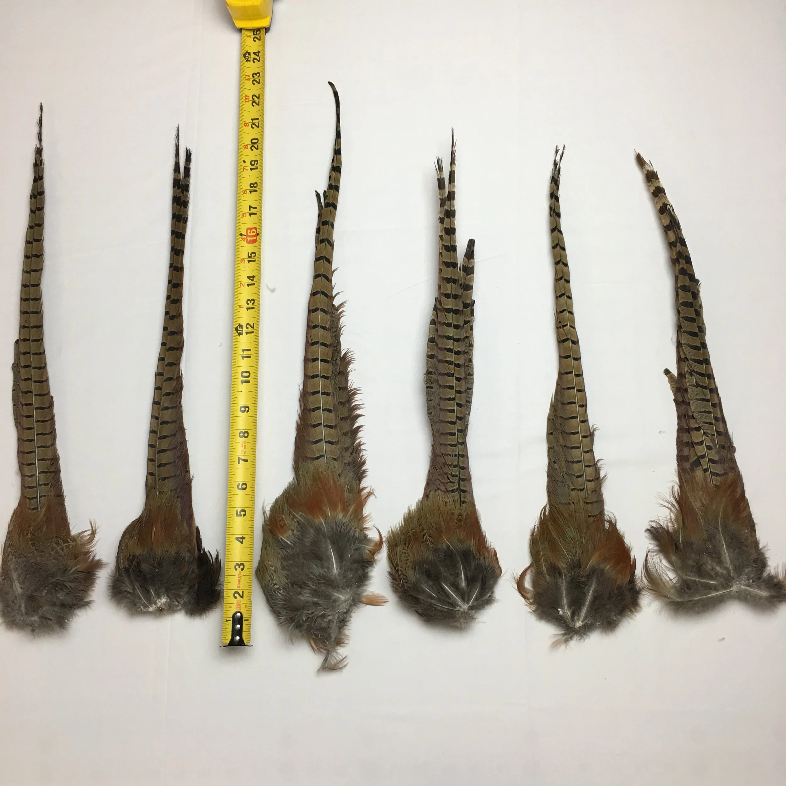 Pheasant Tail
