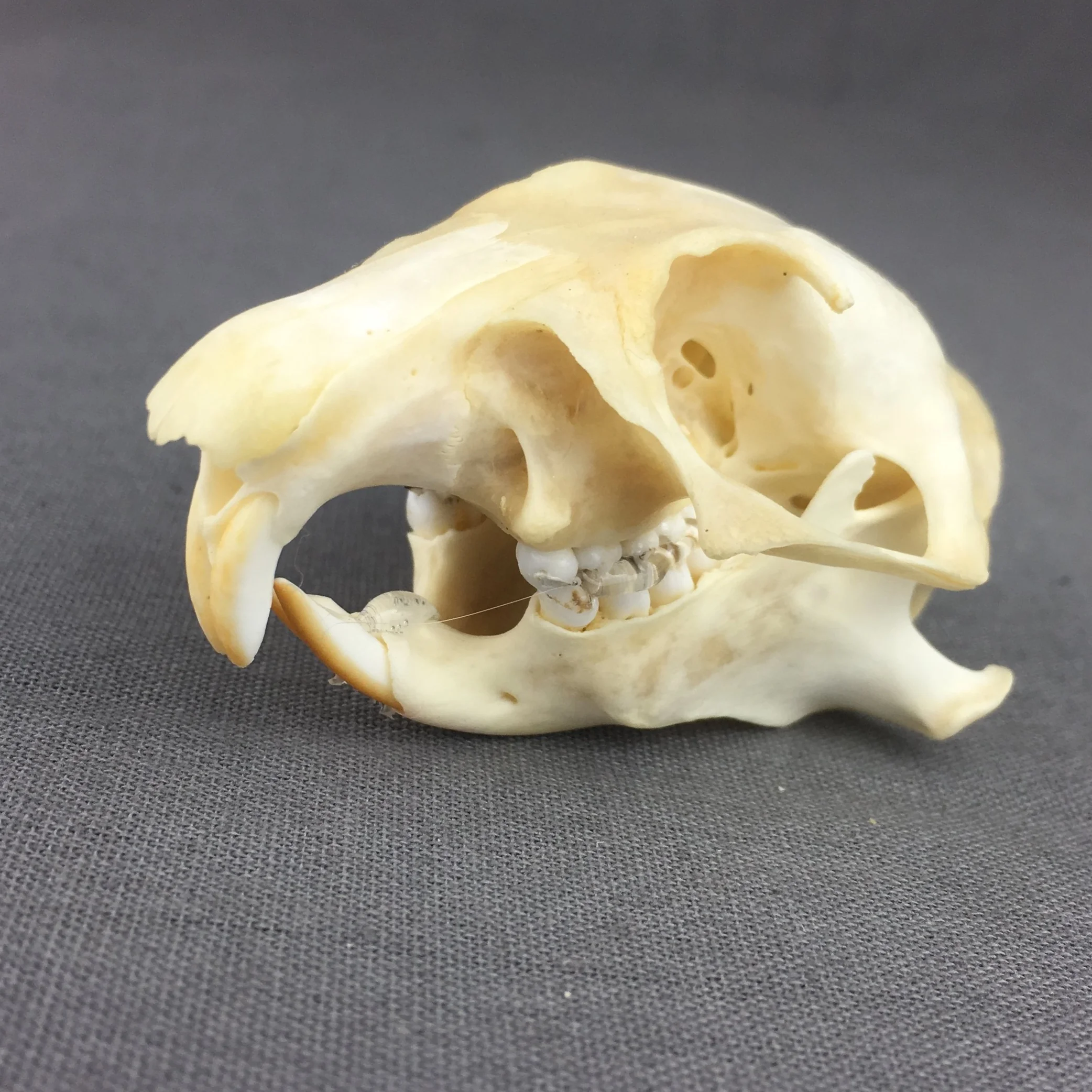 Prairie Dog Skull